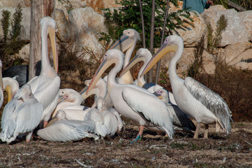 Pelicans