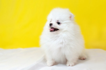 Fototapeta premium One month old puppy Pomeranian Spitz on a yellow background. Tiny funny puppy playing.