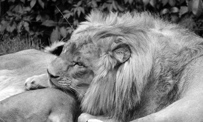Lion is one of the four big cats in the genus Panthera, and a member of the family Felidae. With...