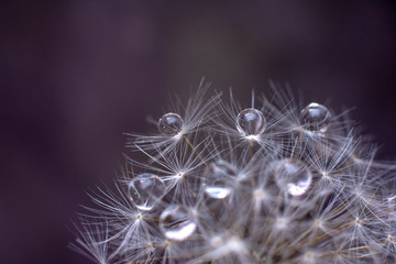 Transparent drops of water on a dandelion macro flower. Sparkling droplets water. Copy space for text.