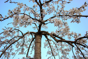 a tree blooming in the park