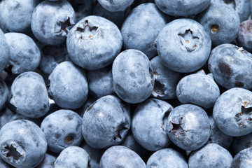 Fresh blueberry background. Texture blueberry berries close up