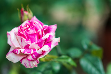 close-up of a striped rose: the Variegata from Bologna