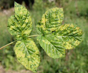 Chlorotic blotches of Raspberry virus. Yellows disease symptoms in green leaf of red raspberry...