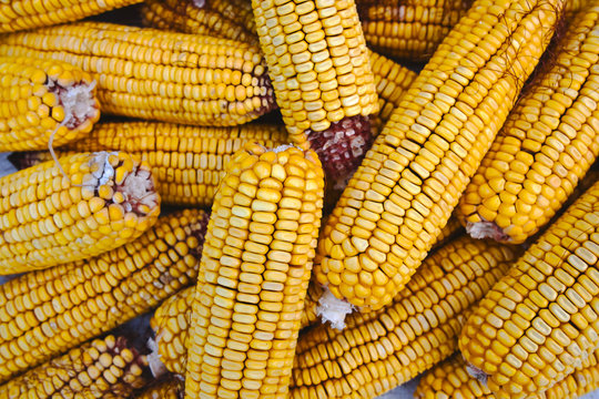 Dried Corn Cobs, Cron Seeds Or Kernels Top View Photo