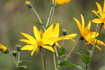Yellow flowers of Jerusalem artichoke plant or Helianthus tuberosus