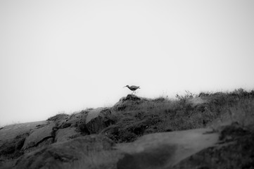 Bird on top of the mountain in black and white