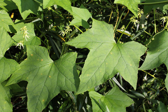 Green leaves of Echinocystis lobata or Wild prickly cucumber