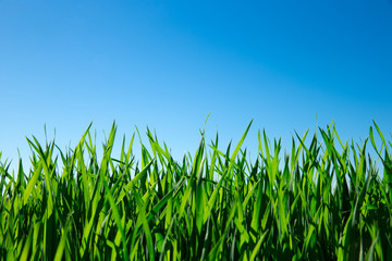 Green grass against the blue sky