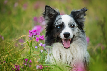 Border collie dog sitting in sweet pea flowers