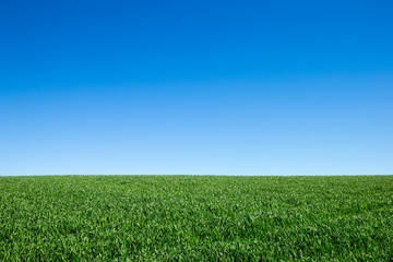 Obraz premium field of green grass and sky
