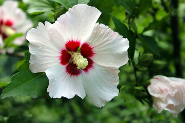 white flower in the garden