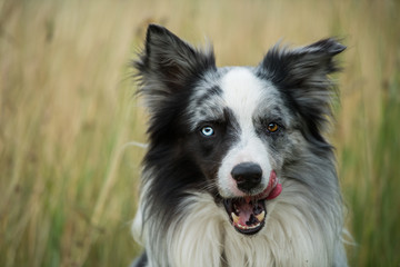 Fototapeta premium Licking border collie dog sitting in a field
