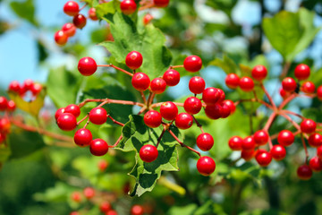 red berries on a branch
