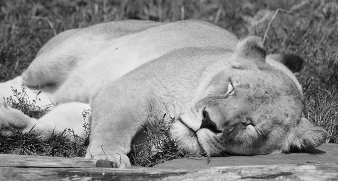 Lion is one of the four big cats in the genus Panthera, and a member of the family Felidae. With some males exceeding 250 kg (550 lb) in weight, it is the second-largest living cat after the tiger