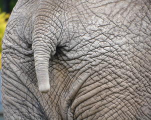 African elephants skin are elephants of the genus Loxodonta. The genus consists of two extant...