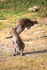 Naklejka na ściany i meble kangaroo couple in the wild