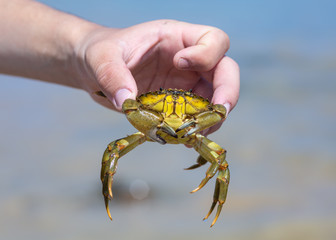 Man holding a crab