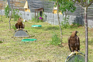 Falconry Harz,Güntersberge,Saxony Anhalt,Germany.