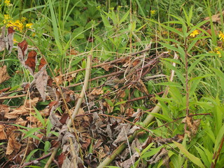 A large green lizard sits on a pile of branches.