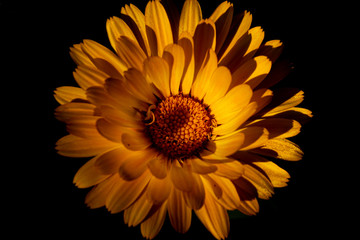 yellow flower isolated on black background