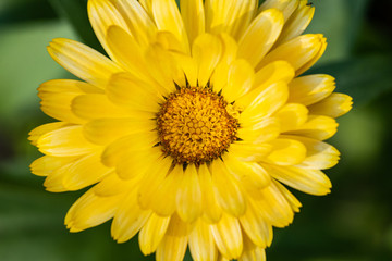 closeup of yellow flower