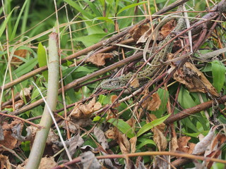 A large green lizard sits on a pile of branches.