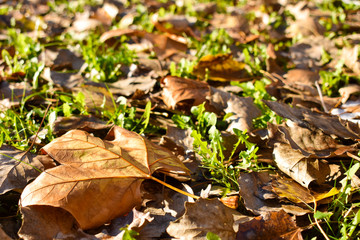 open view of many dry maple orange leaves on the green grass in a scene of a fall day. The leaves have fallen on the ground and the sunbeam lights the scene. Horizontal photo