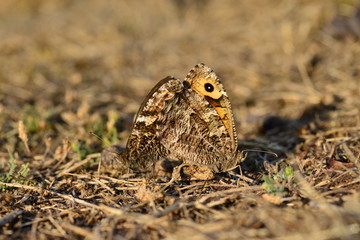 Grayling Butterflies, Jersey, U.K. Macro image of mating insects.