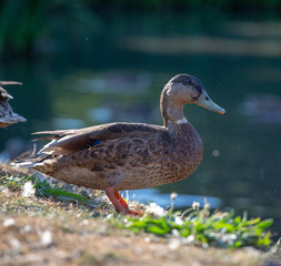 Duck by a lake