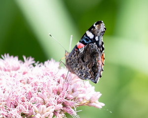Butterfly on Joe Pye Weed