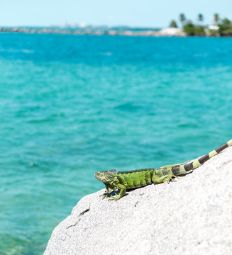 Miami Beach Iguana