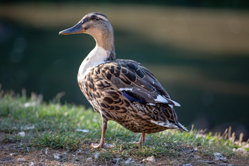 Duck by a lake