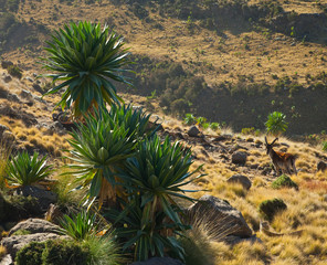 Cabra Ibex Walia y Lobelias gigantes, Montañas Simien, Etiopia, Africa - obrazy, fototapety, plakaty