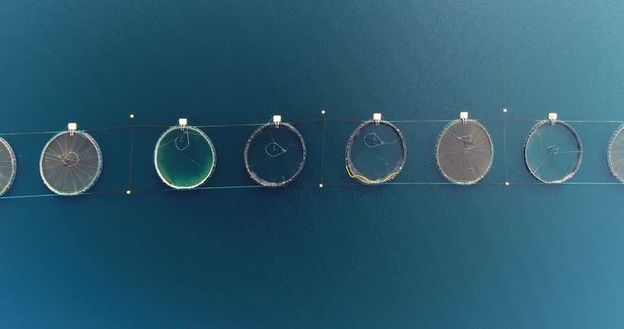 Salmon farm, aerial top down left to right pan shot of salmon fishing pools arranged in line with salmon jumping and seagulls flying in scene, northern Norway / Lofoten islands