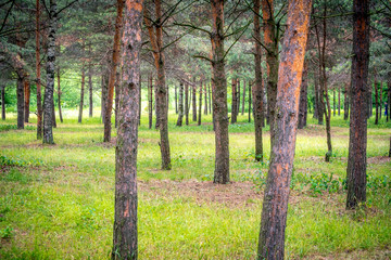 Fototapeta premium tree trunk wall in pine tree forest