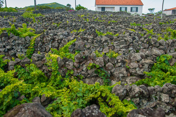 Traditional vineyards in Pico Island, Azores. The vineyards are among stone walls, called the...