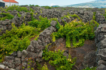 Fototapeta na wymiar Traditional vineyards in Pico Island, Azores. The vineyards are among stone walls, called the `vineyard corrals`