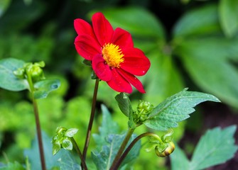 red flower in garden