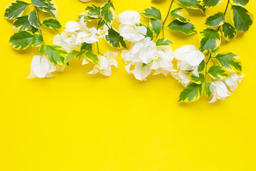 Beautiful white bougainvillea flower with green yellow leaves on yellow background.