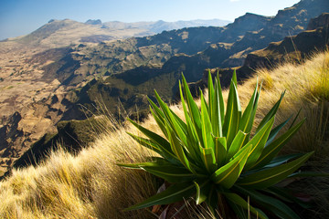 Lobelia gigante en la zona de Chennek, Montañas Simien, Etiopia, Africa