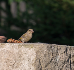 Close up male European greenfinch Chloris chloris sits on the sandstone wall and and eating sunflower seeds. Chloris chloris is a small passerine bird in the finch family Fringillidae. Dark green
