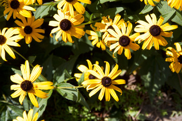 yellow flowers in the garden