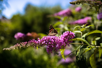 Schöner Distelfalter auf einem Sommerflieder