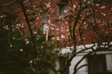trees blossoming in early spring