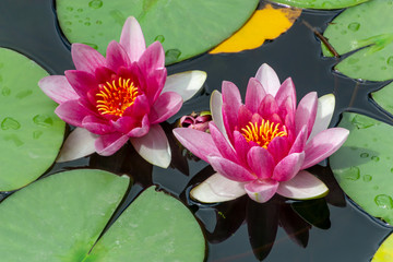 Pink fresh lotus blossom or water lily flower blooming on pond