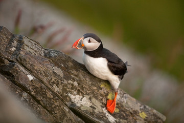 Fototapeta premium Atlantic puffin, fratercula arctica, common puffin, norway, Runde