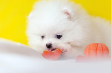 One month old puppy Pomeranian Spitz on a yellow background. Tiny funny puppy playing. Dog with a mandarin. 