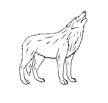 Vector hand drawn doodle sketch wolf howling isolated on white background