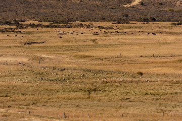 Fototapeta na wymiar scene view of herd of sheep in a patagonian field
